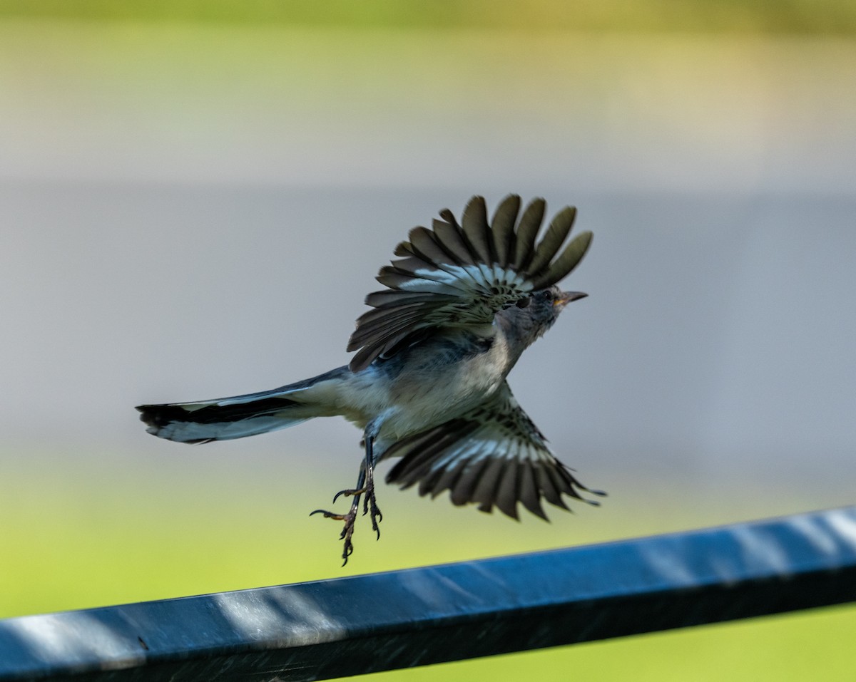 Northern Mockingbird - ML643043095