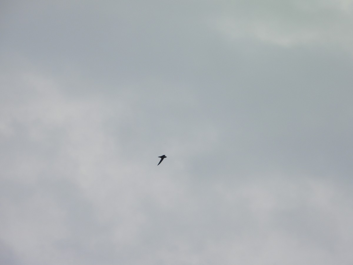 Chimney Swift - ML643043099