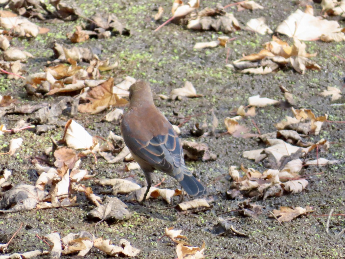 Rusty Blackbird - ML643043106