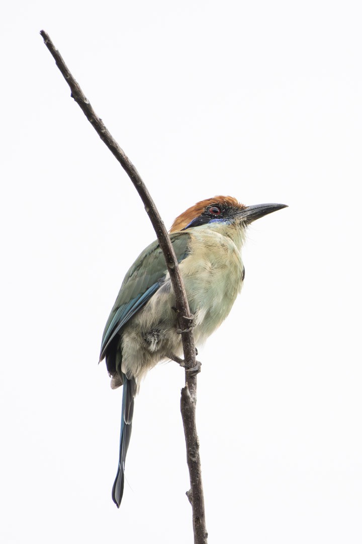 Russet-crowned Motmot - ML643043109