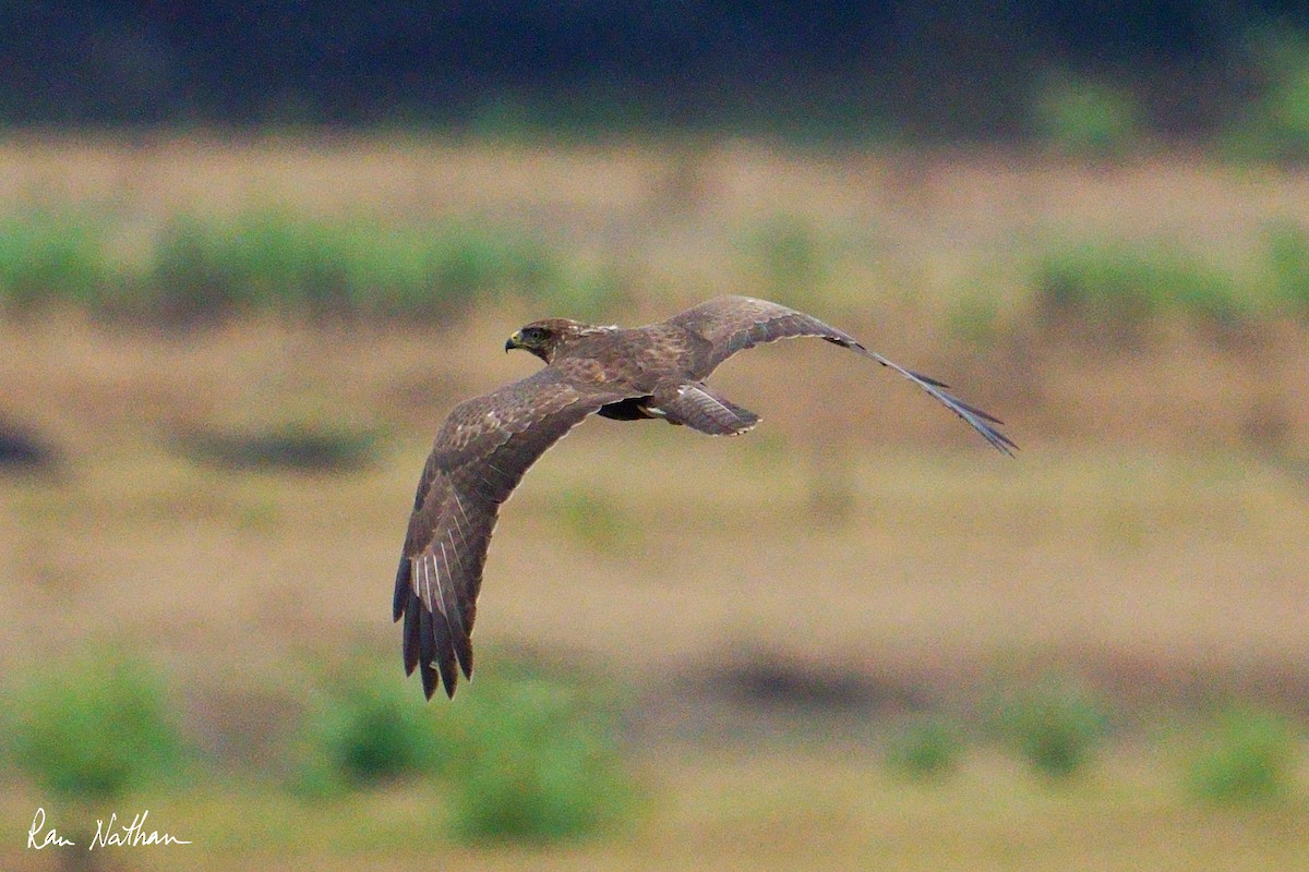 Канюк звичайний - ML643043111