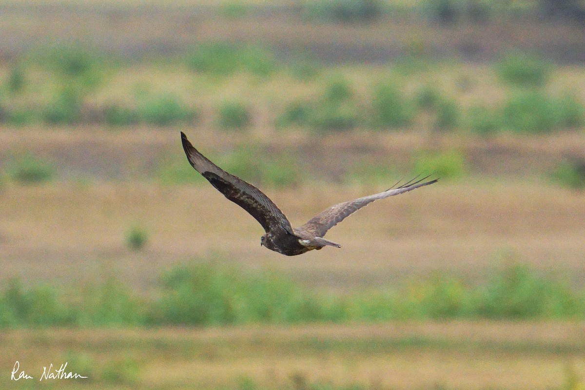 Канюк звичайний - ML643043112