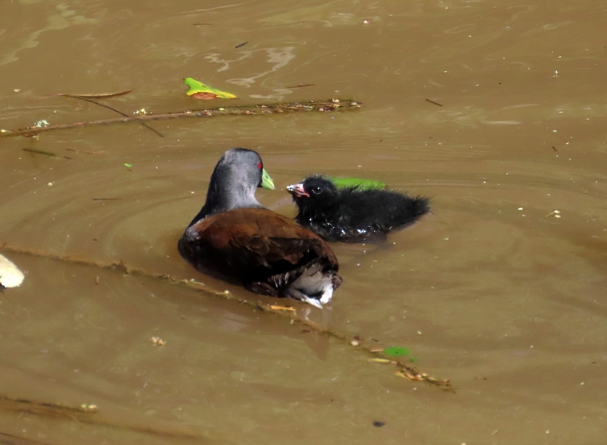 Spot-flanked Gallinule - ML643043114