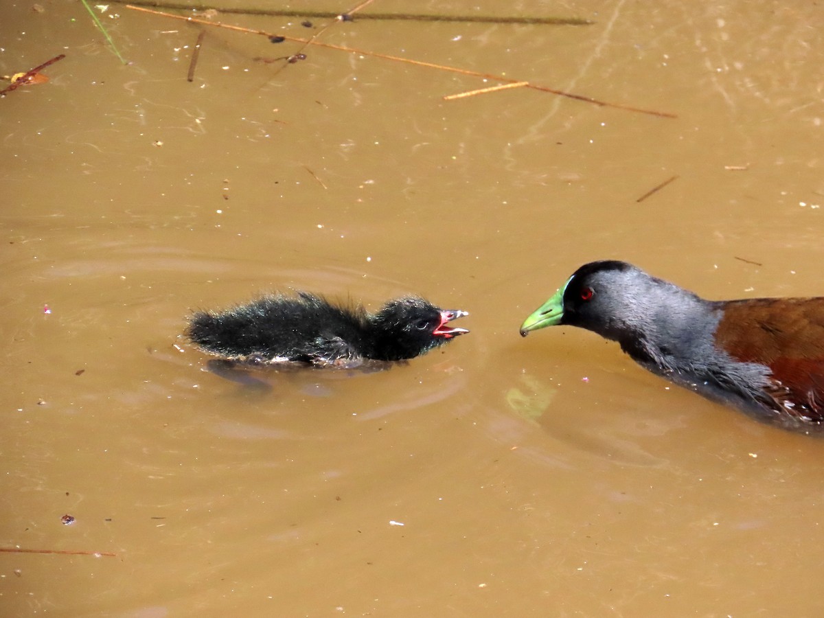 Spot-flanked Gallinule - ML643043115