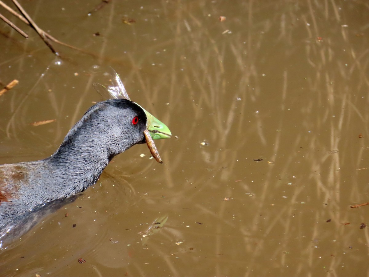 Spot-flanked Gallinule - ML643043116