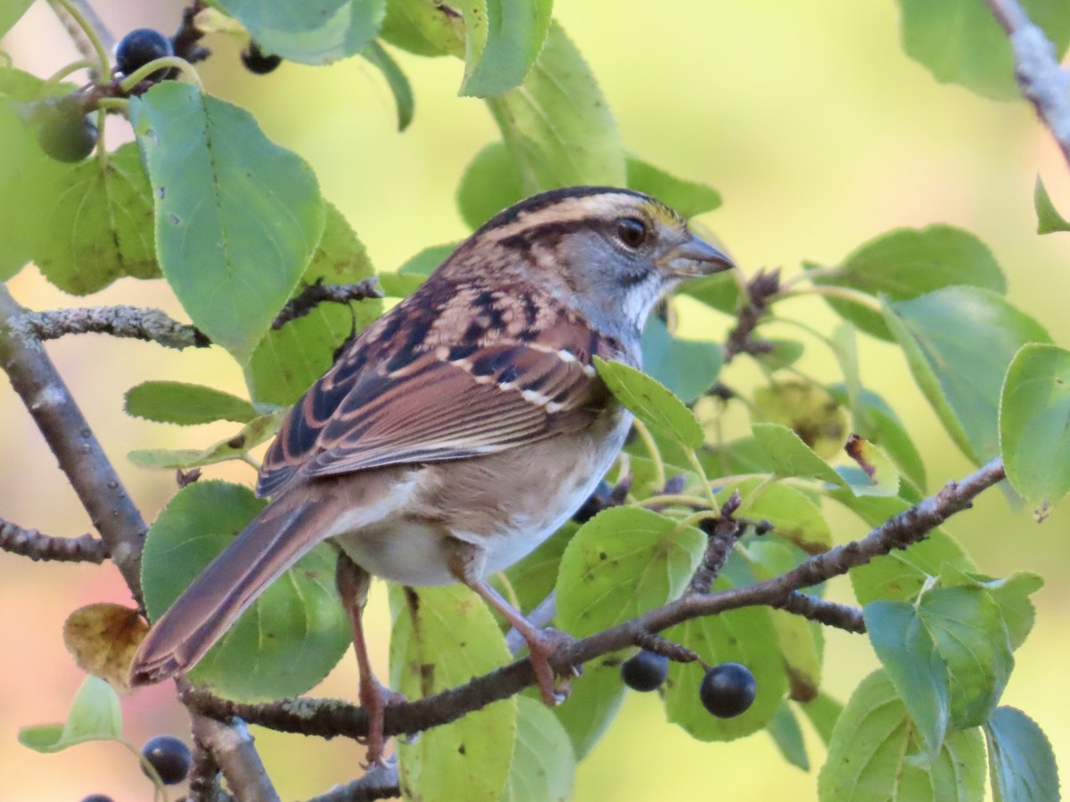 White-throated Sparrow - ML643043117
