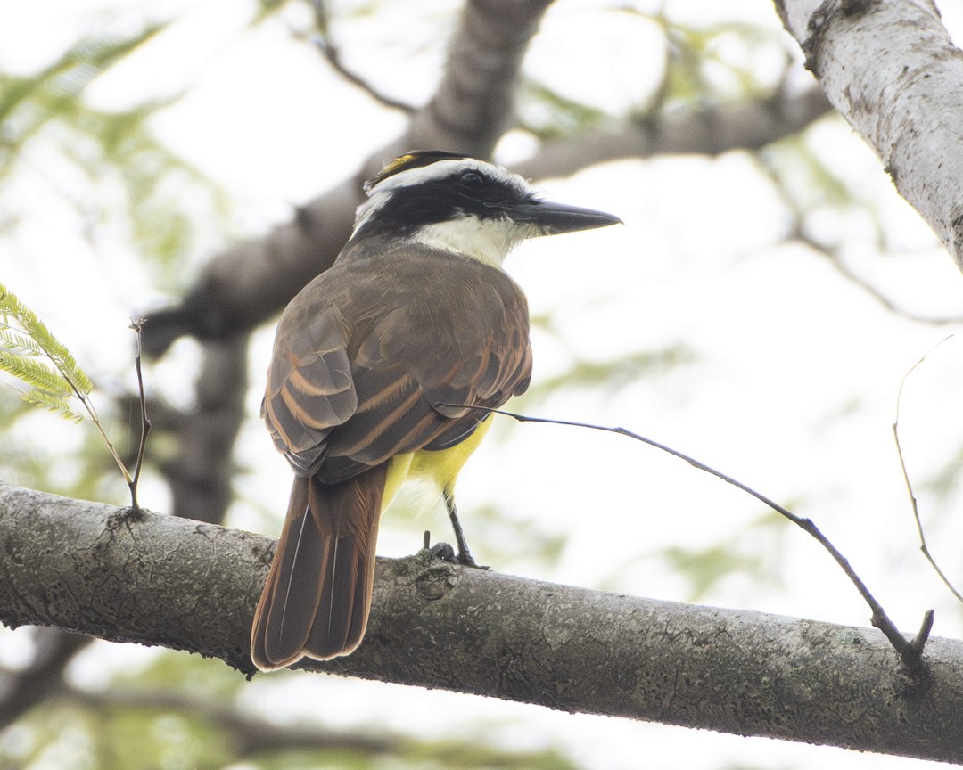 Great Kiskadee - ML643043120