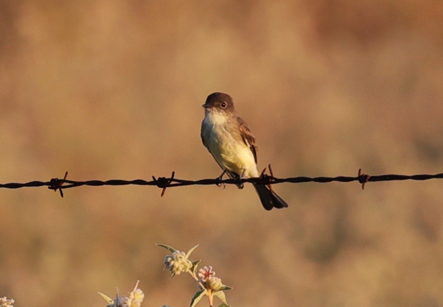 Eastern Phoebe - ML643043123