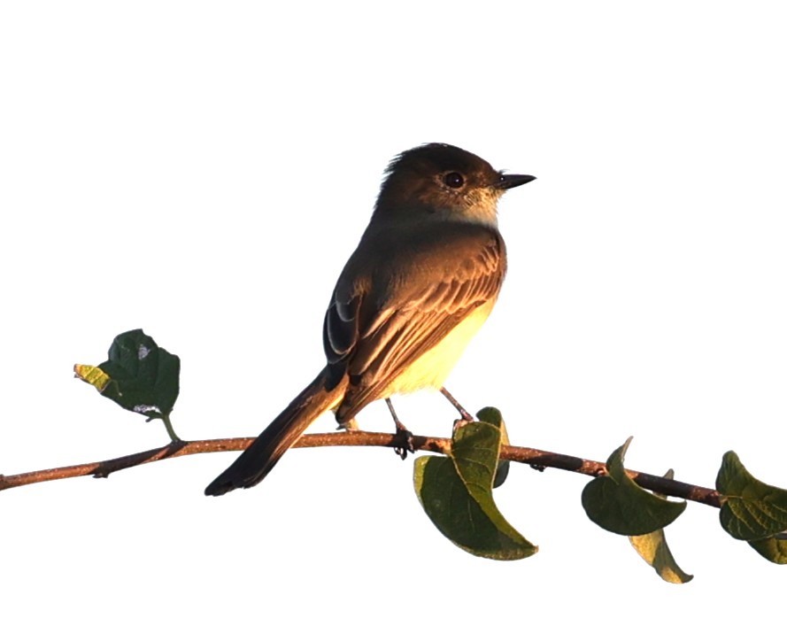 Eastern Phoebe - ML643043124