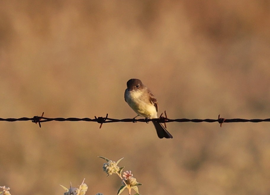 Eastern Phoebe - ML643043125