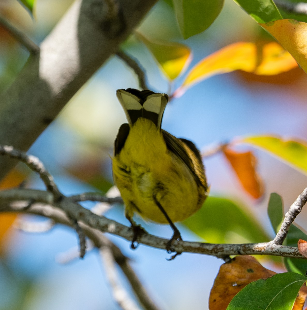 Palm Warbler - ML643043126