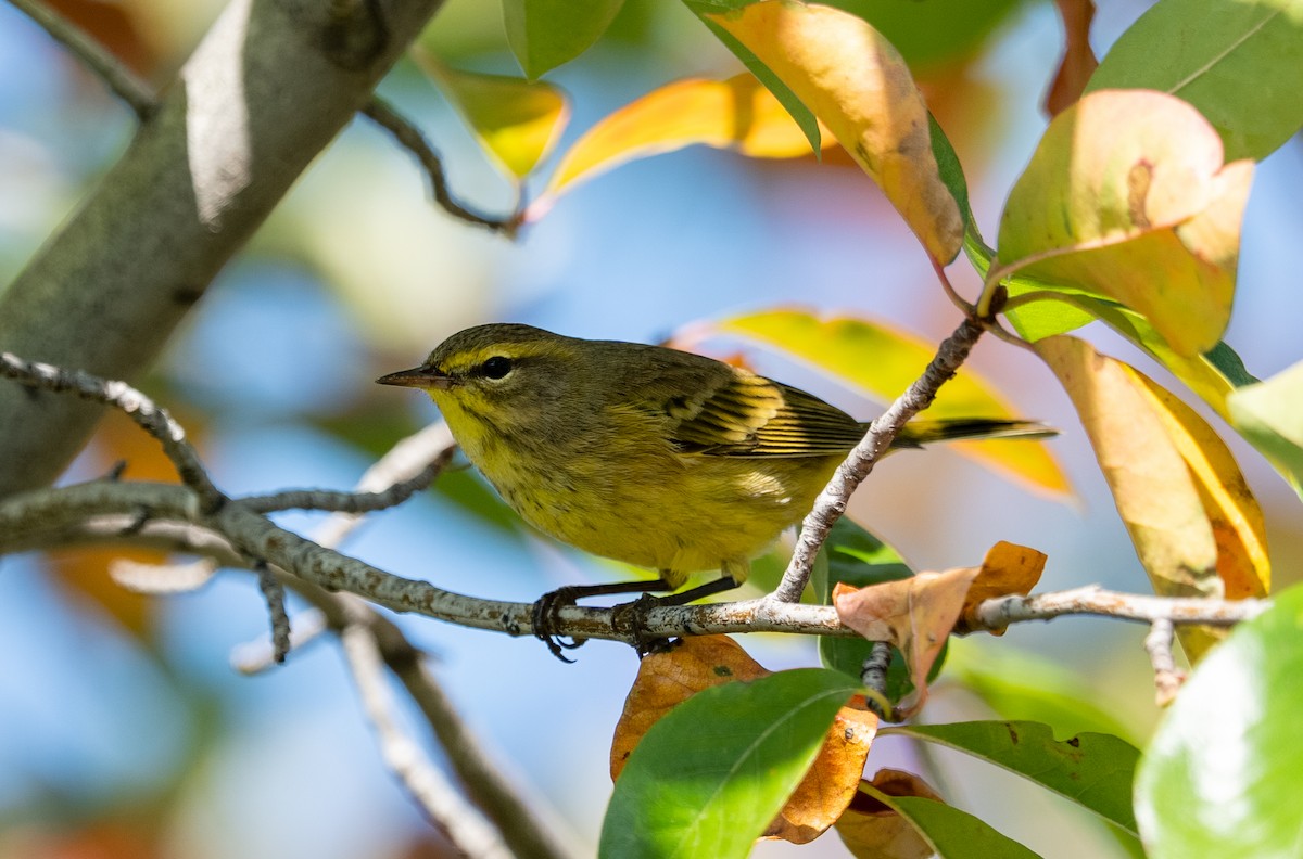 Palm Warbler - ML643043127