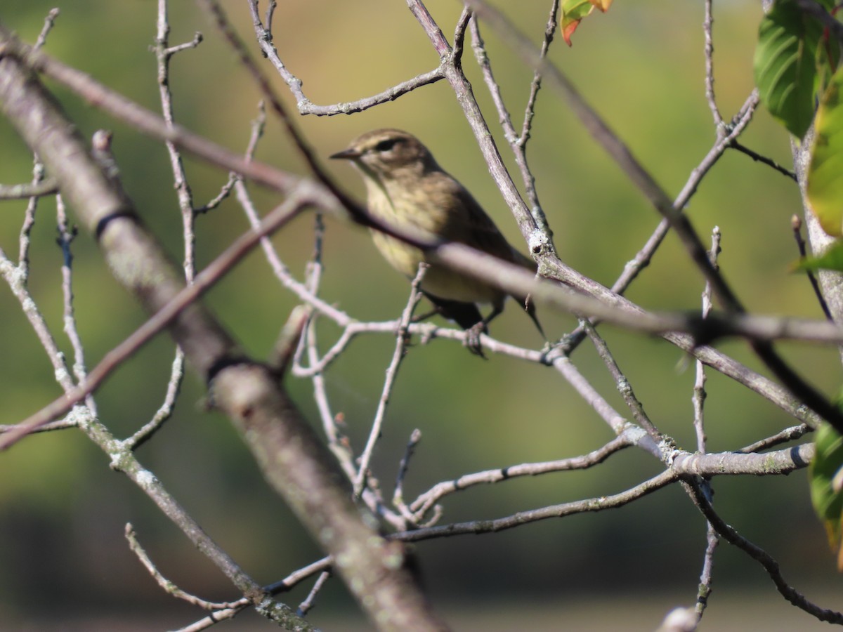 Palm Warbler - ML643043133