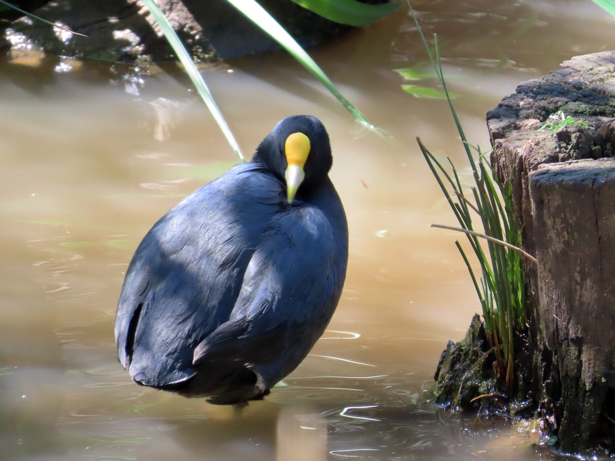 White-winged Coot - ML643043138