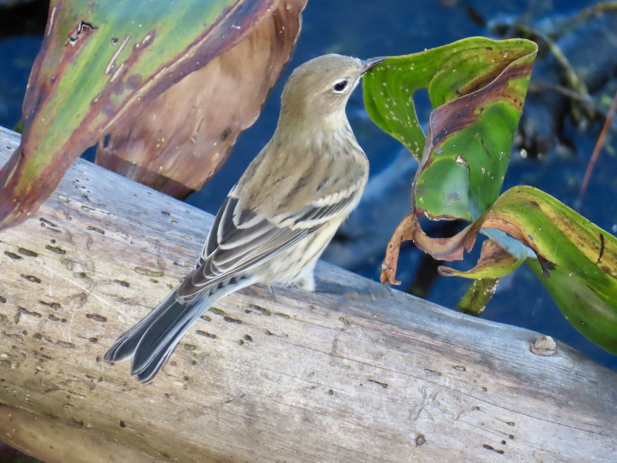 Yellow-rumped Warbler - ML643043154