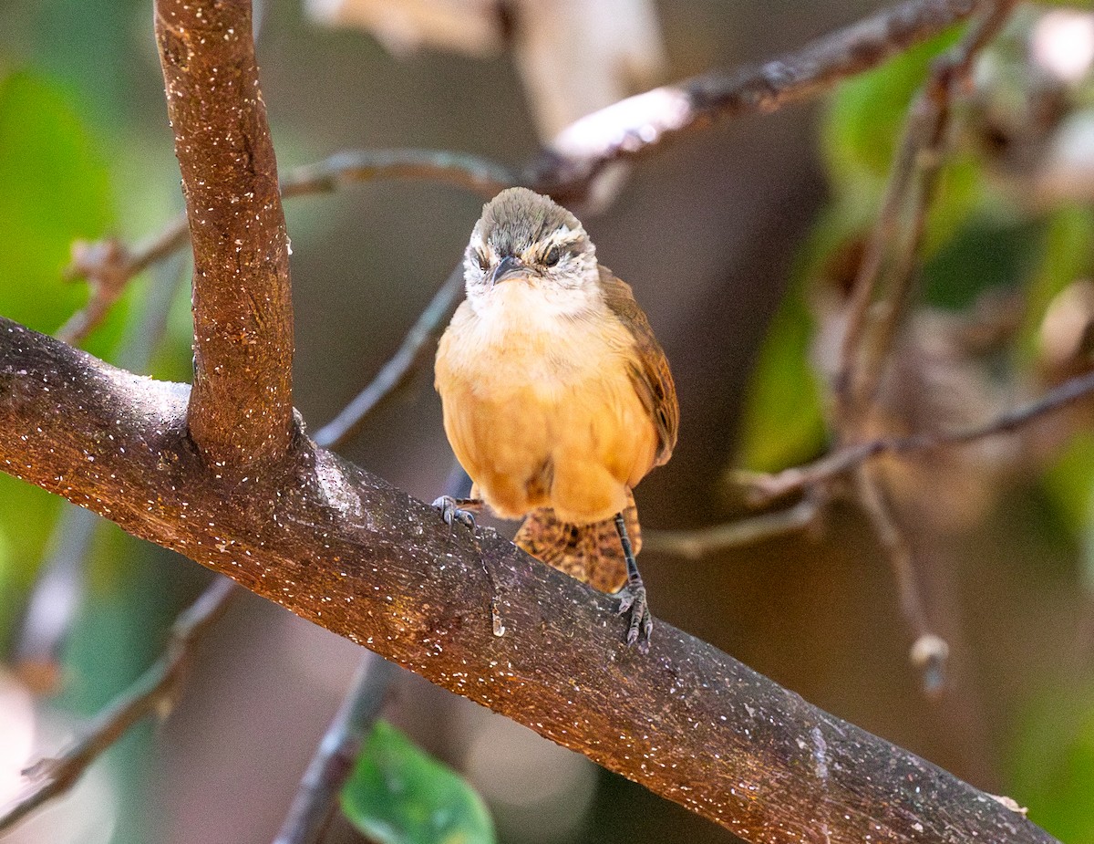Buff-breasted Wren - ML643043192