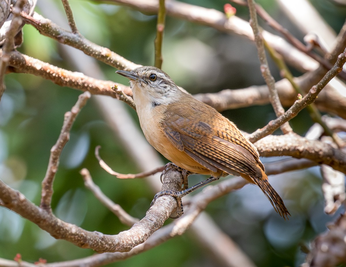 Buff-breasted Wren - ML643043193