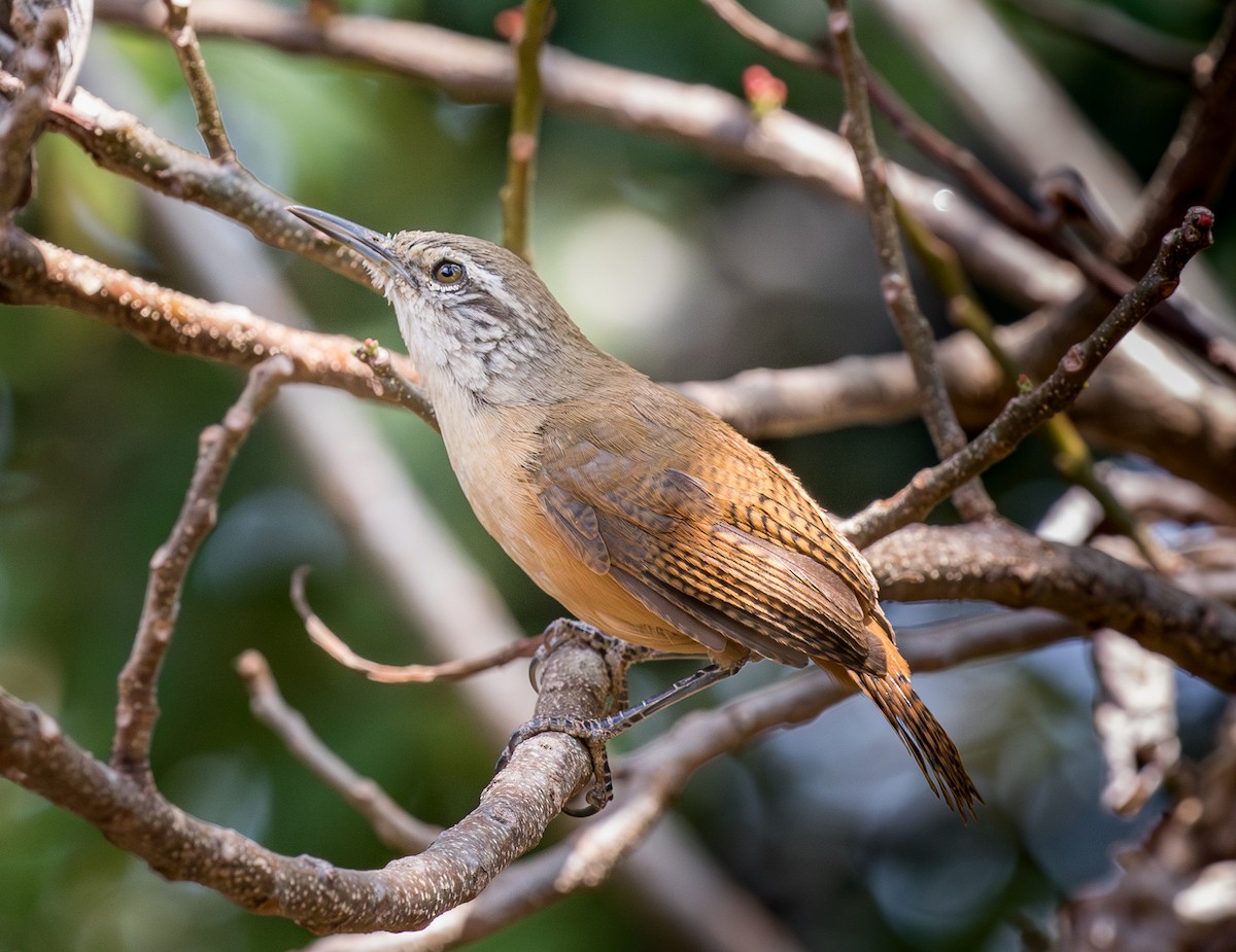 Buff-breasted Wren - ML643043194