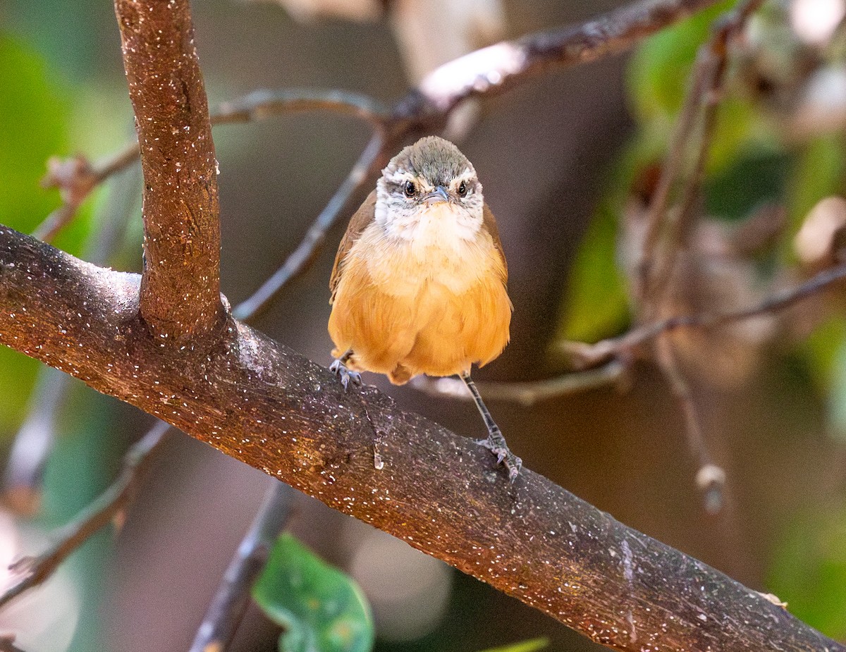 Buff-breasted Wren - ML643043195