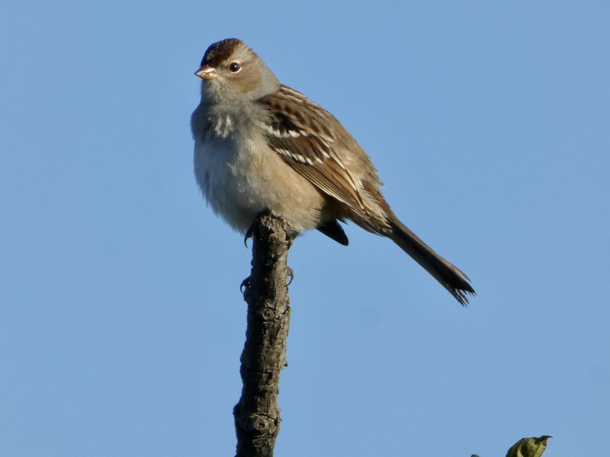White-crowned Sparrow - ML643043201