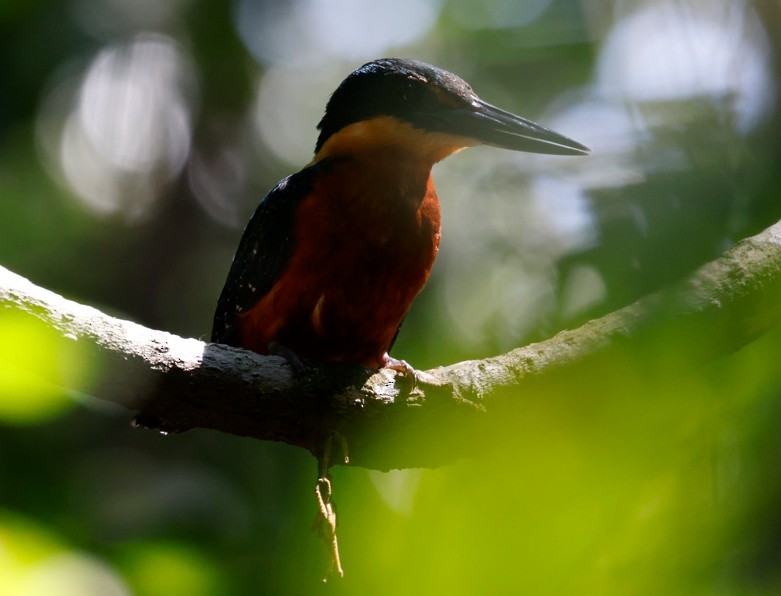 Green-and-rufous Kingfisher - ML643043203
