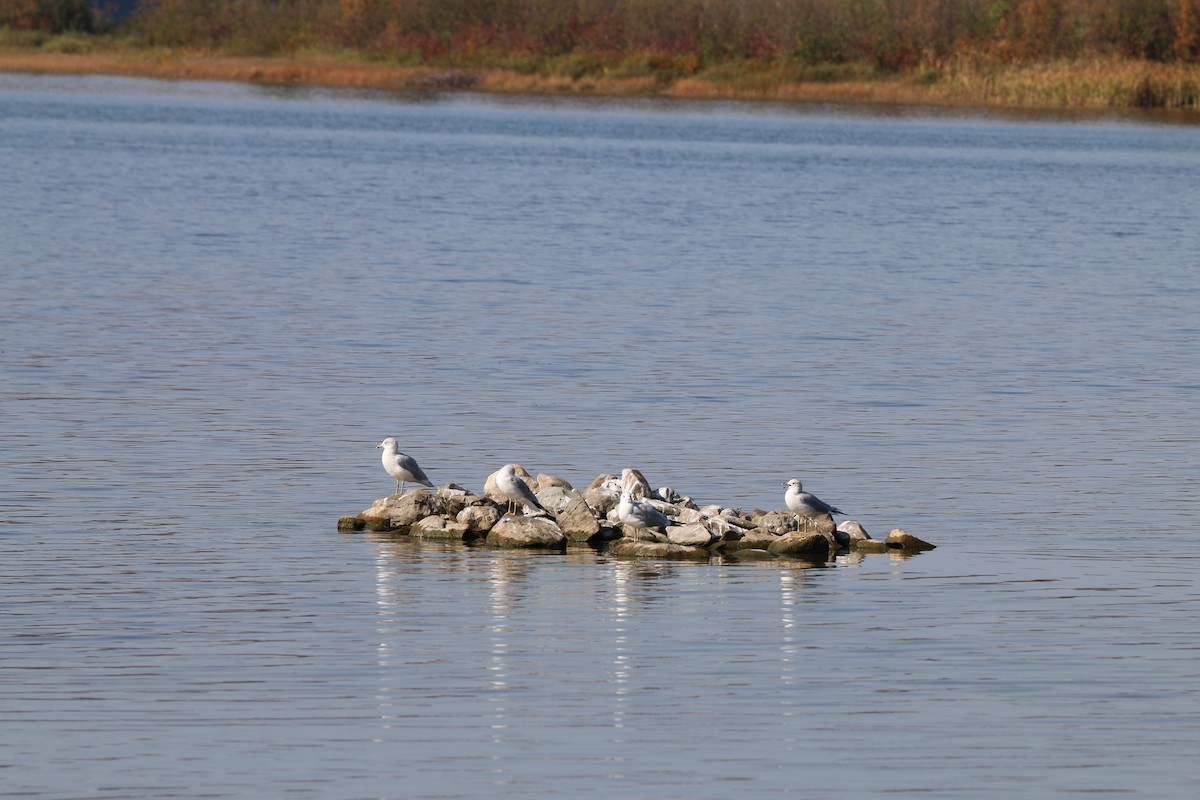 Ring-billed Gull - ML643043204