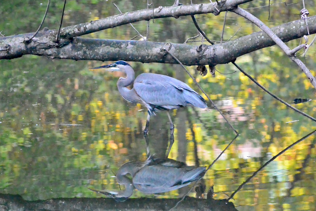 Garza Azulada - ML643043205