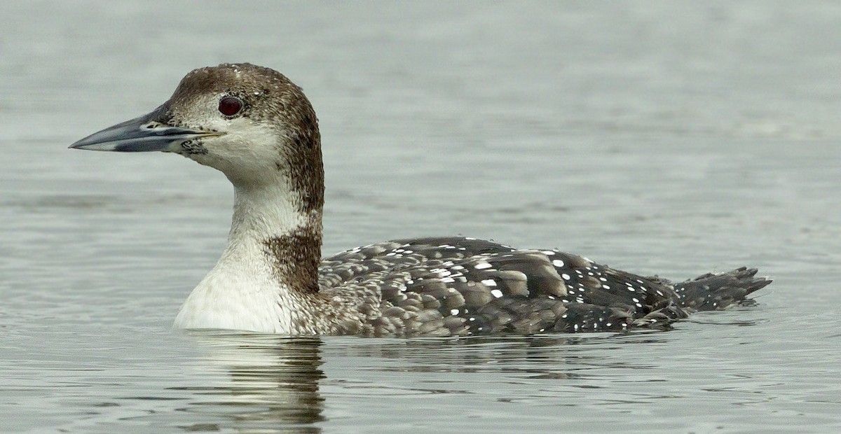 Plongeon huard - ML643043210