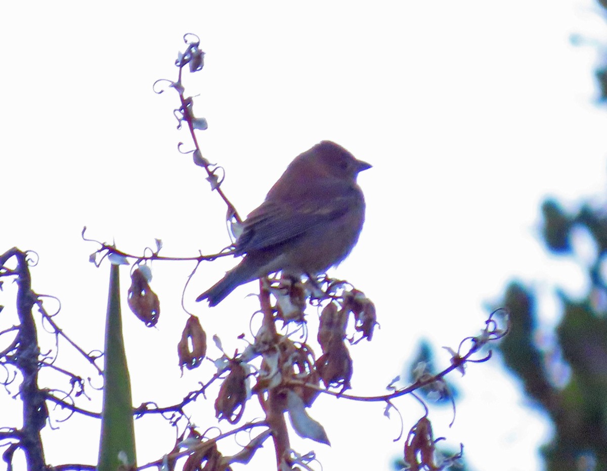 Passerin indigo - ML643043214