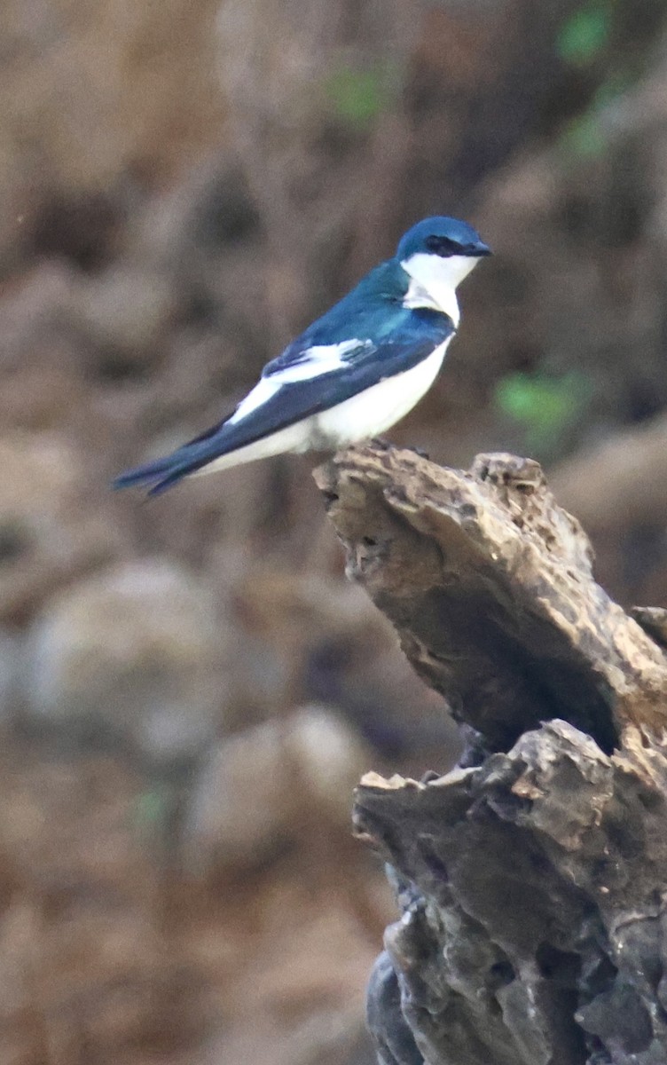 Hirondelle à ailes blanches - ML643043223