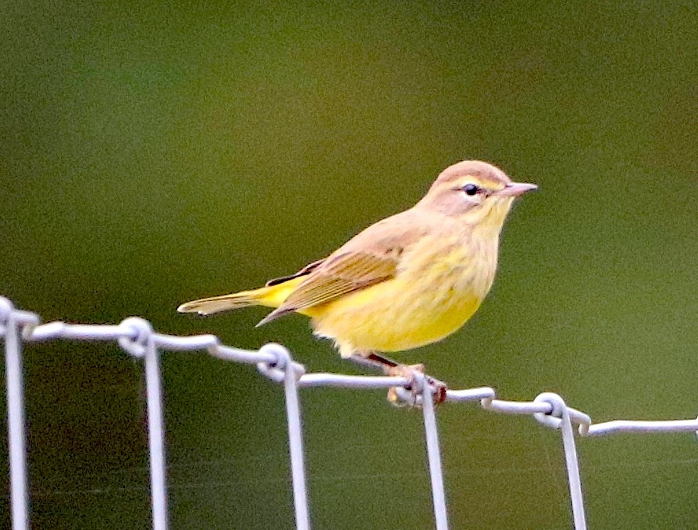 Paruline à couronne rousse - ML643043239
