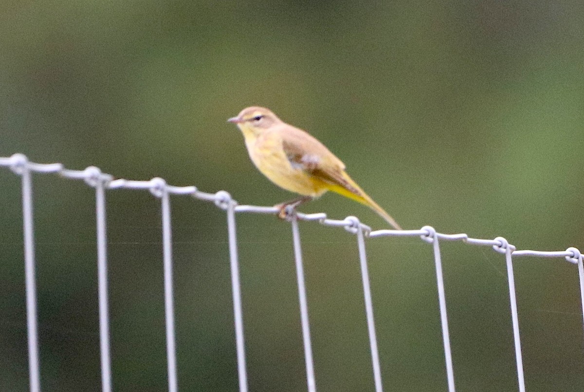 Paruline à couronne rousse - ML643043241