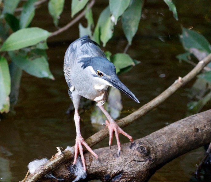 Striated Heron (South American) - ML643043262