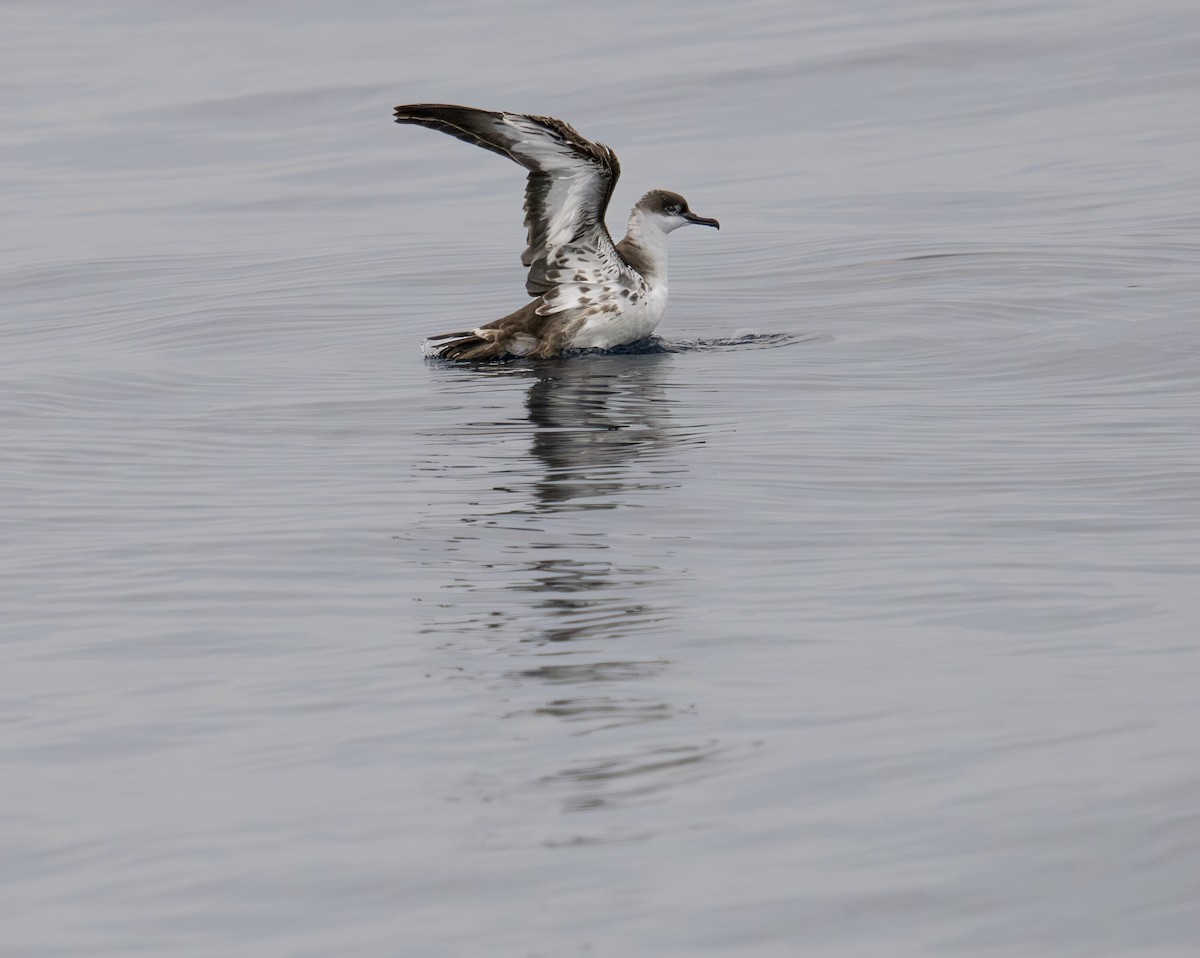 Puffin majeur - ML643043270