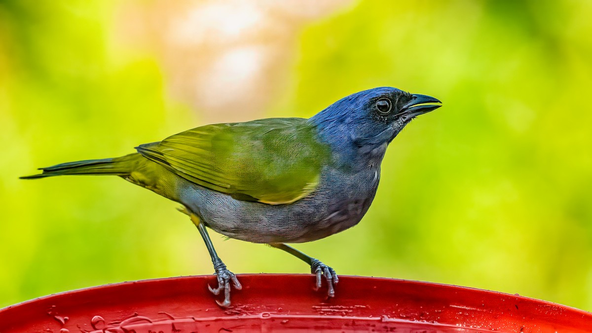 Blue-capped Tanager - ML643043276