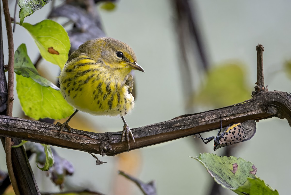 Cape May Warbler - ML643043288