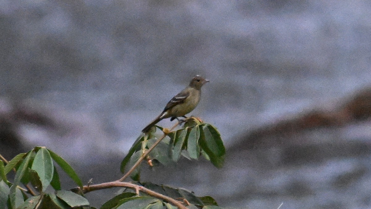White-crested Elaenia - ML643043290