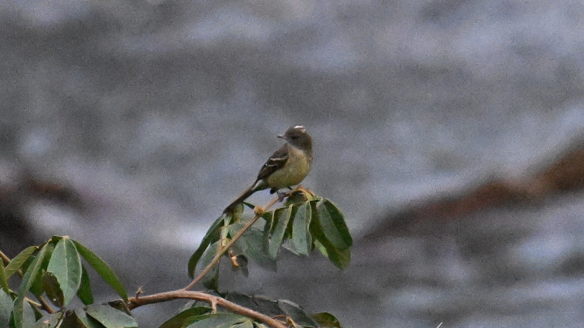White-crested Elaenia - ML643043293