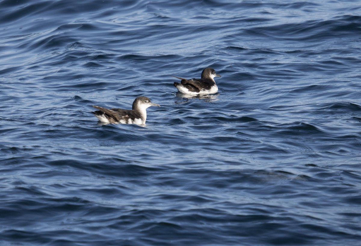 Puffin des Anglais - ML643043295