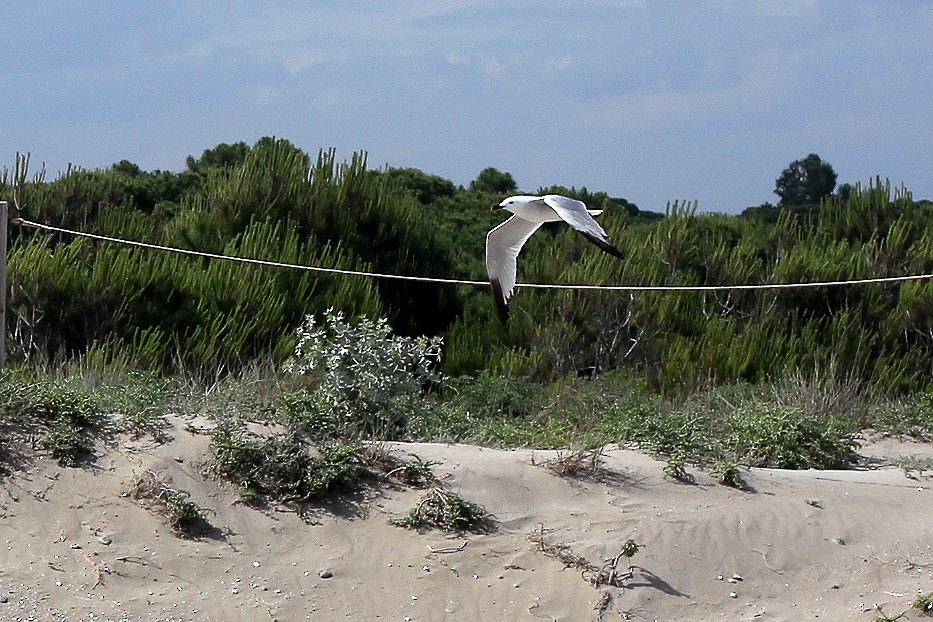 Audouin's Gull - ML643043300