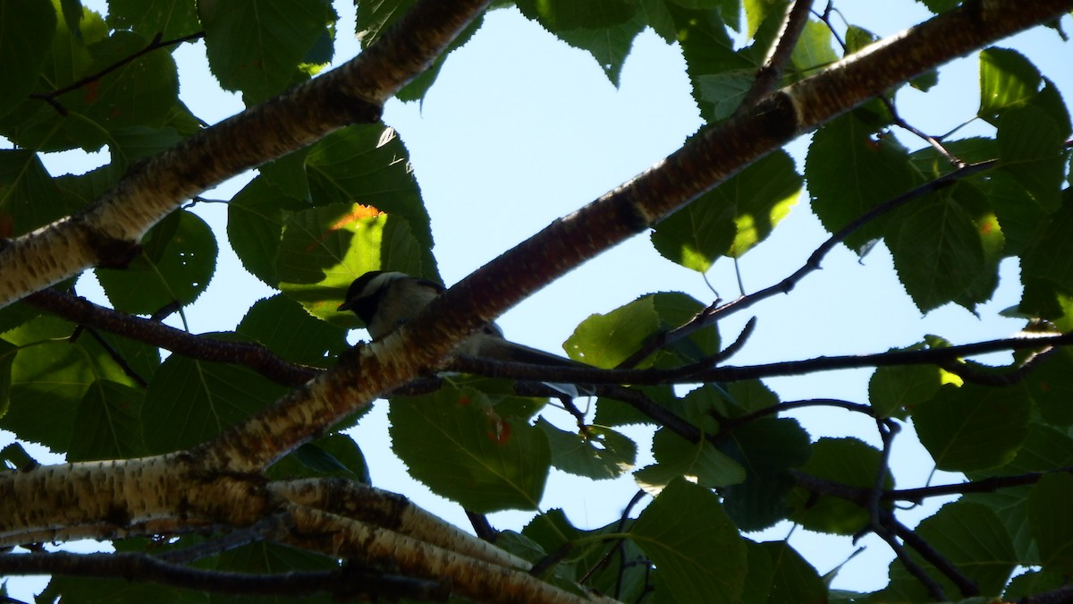 Black-capped Chickadee - ML64304331