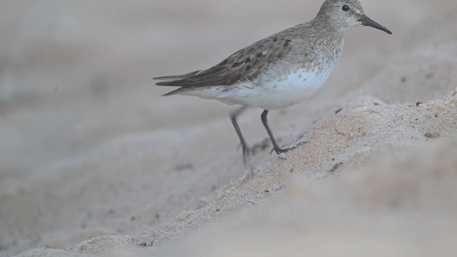 White-rumped Sandpiper - ML643043331