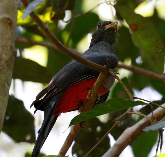 Black-tailed Trogon - ML643043333