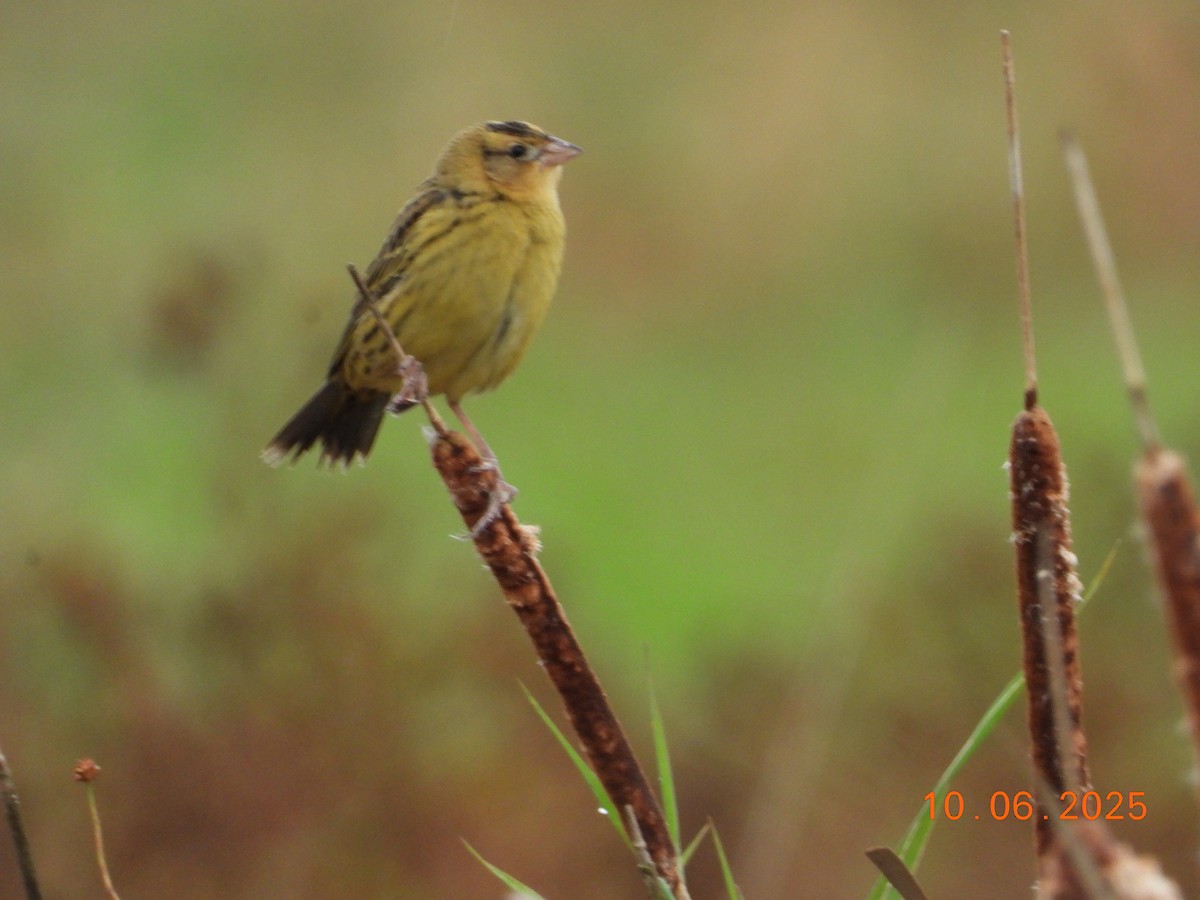 Bobolink - ML643043339