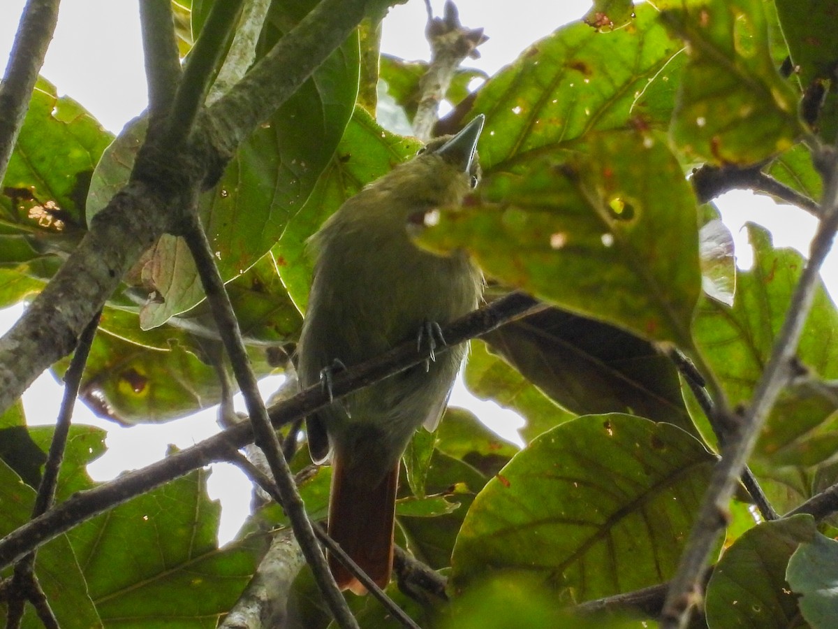 Russet Antshrike - ML643043371
