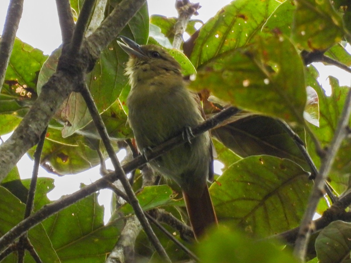 Russet Antshrike - ML643043372