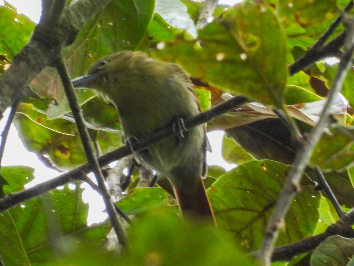Russet Antshrike - ML643043373