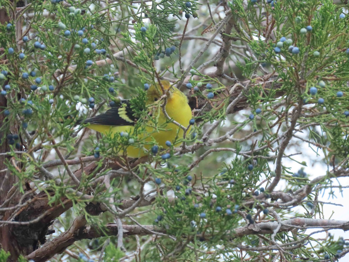 Western Tanager - ML643043376