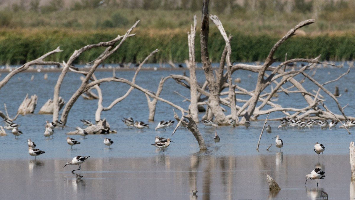 American Avocet - ML643043386