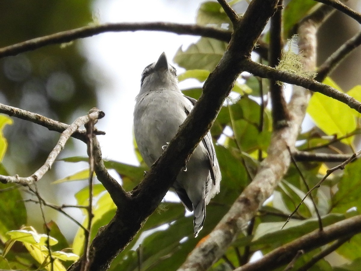 Black-and-white Becard - ML643043408